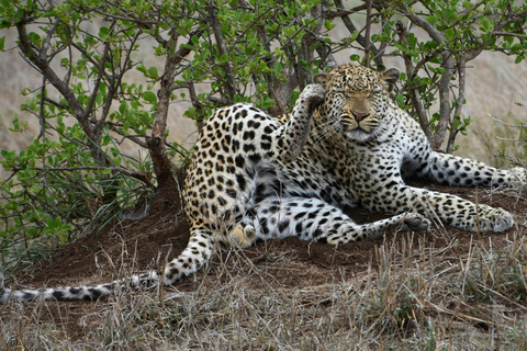 Udaipur to Jodhpur: Ranakpur Temple & Leopard Safari Tour