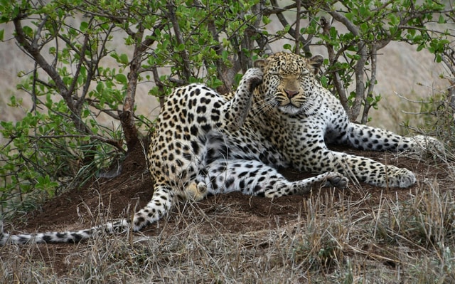 Udaipur to Jodhpur: Ranakpur Temple & Jawai Leopard Safari