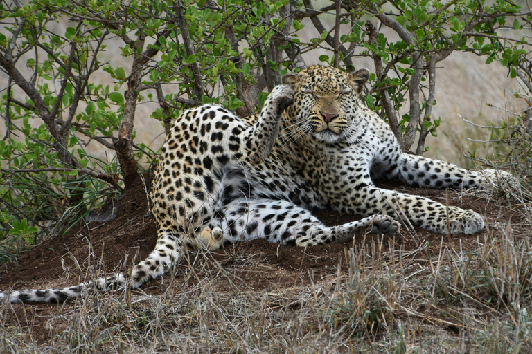 Jodhpur To Udaipur: Ranakpur Temple & Jawai Leopard Safari