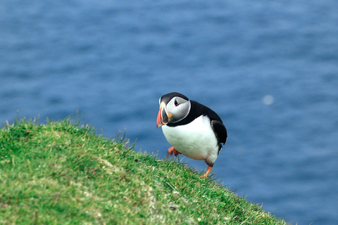 De Edimburgo: 6 dias de exploração de Shetland e NothernmostShetland Explorer de 6 dias -- Quarto duplo/duplo