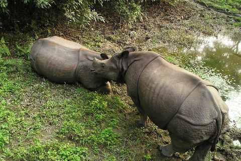 Chitwan: 3-daagse rondleiding door nationaal park met wildsafariChitwan: 3-daagse rondreis door het nationale park met wildsafari