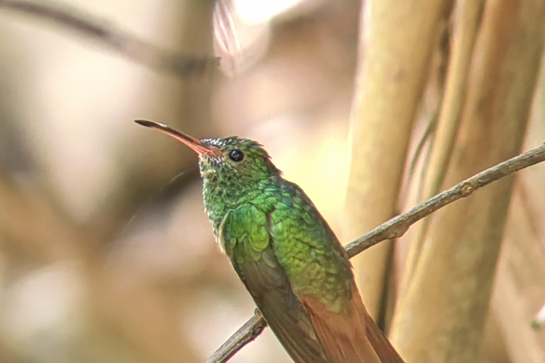 Z San José do Parku Narodowego Manuel Antonio - wycieczka z przewodnikiem