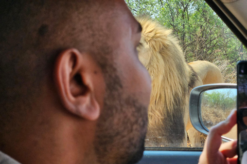 Prywatna wycieczka safari: Park Narodowy Pilansberg Big 5