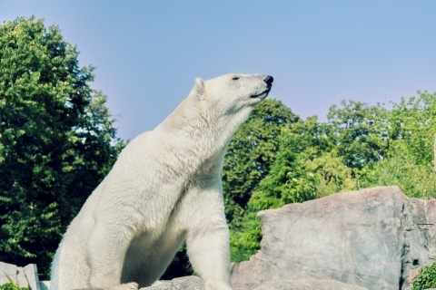 Ab Rovaniemi: Ranua Arctic Zoo mit Mittagessen