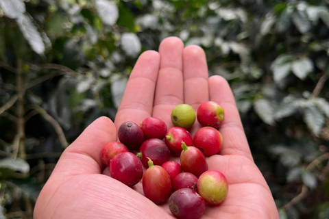 From Bogotá: Cerro Monserrate or Guadalupe and All-Inclusive Coffee Sightseeing Tour