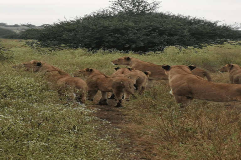 Tour di un giorno del Parco Nazionale di Nairobi e del Centro delle Giraffe