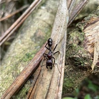 Entdecken Sie Pacaya Samiria National Reserve 4 Tage und 3 Nächte - Hizvo