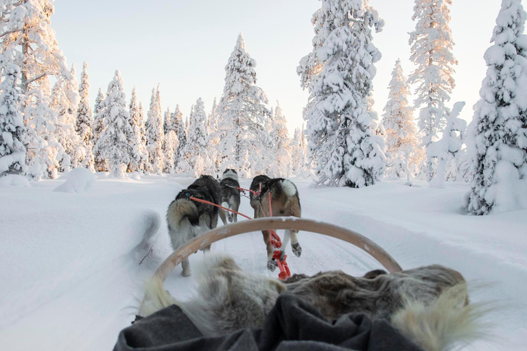 Rovaniemi: Husky- en rendierfarm met arresleerit