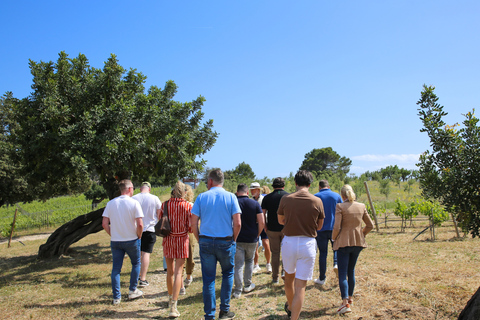 Mallorca: Wine Tasting, Vineyard Tour & Luxury Tapas