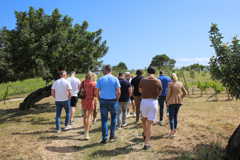 Mallorca: Wine Tasting, Vineyard Tour & Luxury Tapas