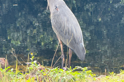 Everglades Tour private with 1 hour private airboat