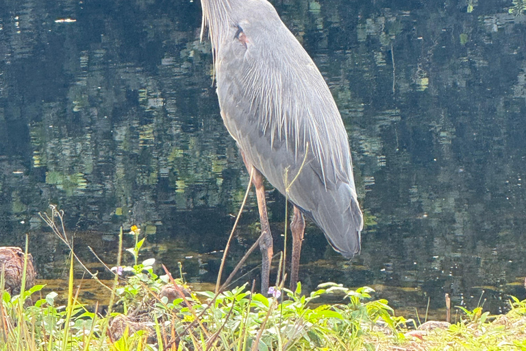 Everglades Tour private with 1 hour private airboat