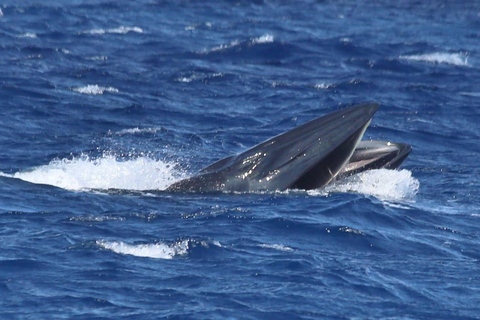 avistamento de cetáceos