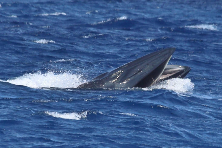 avistamento de cetáceos
