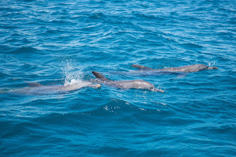 Île de Wasini : Observation des dauphins et plongée en apnée à Kisite MarineExcursion dans le parc marin de Kisite Mpunguti et visite de l'île de Wasini