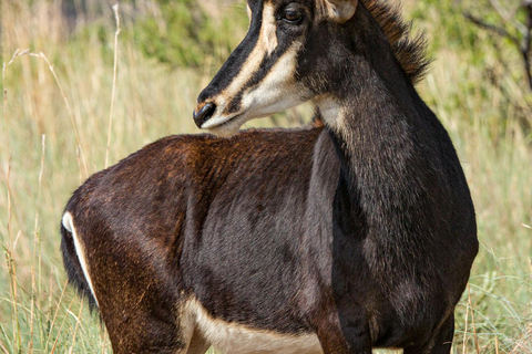 3 Tage Kleingruppen-Safari zum Serengeti NP und Ngorongoro