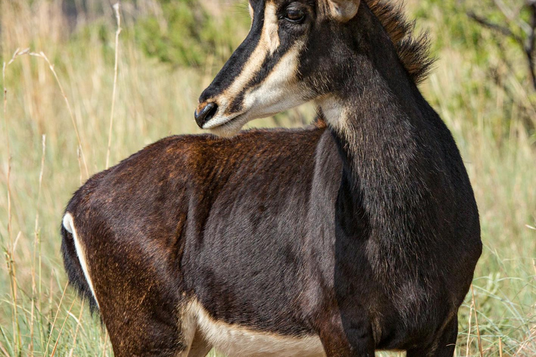 3 Tage Kleingruppen-Safari zum Serengeti NP und Ngorongoro