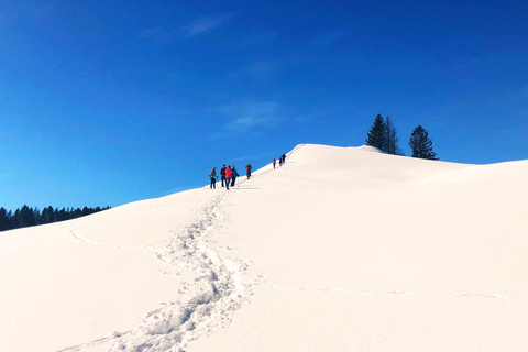 Allgäu: Aventura de senderismo con raquetas de nieve