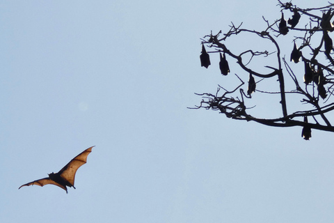 Sydney: Flying Fox Tour, Australia's Largest Bats Flying Fox Tour: Sydney's only Bat tour