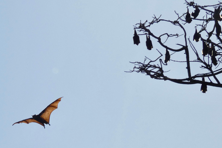 Sydney: Flying Fox Tour, Australia's Largest Bats Flying Fox Tour: Sydney's only Bat tour