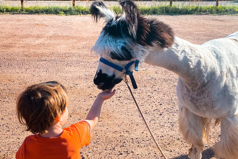 Denver: Llama Hike in the Rocky Mountains