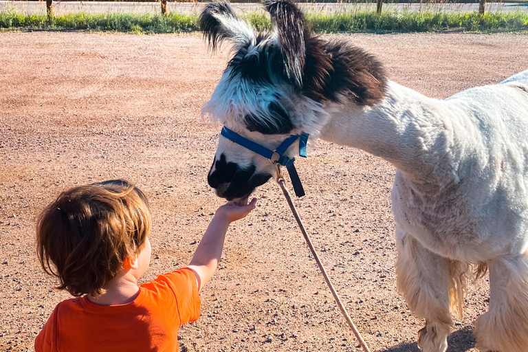 Denver: Llama Hike in the Rocky Mountains