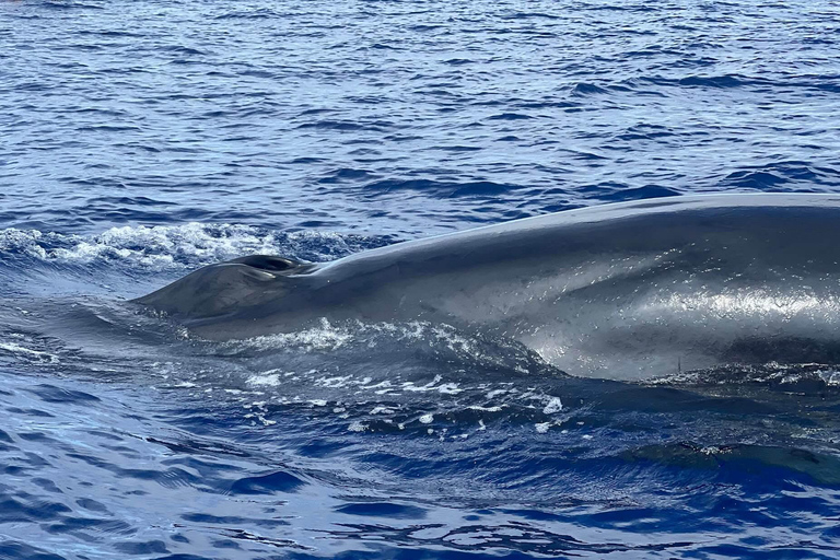São Miguel, Azores: Whale and Dolphin Watching Tour