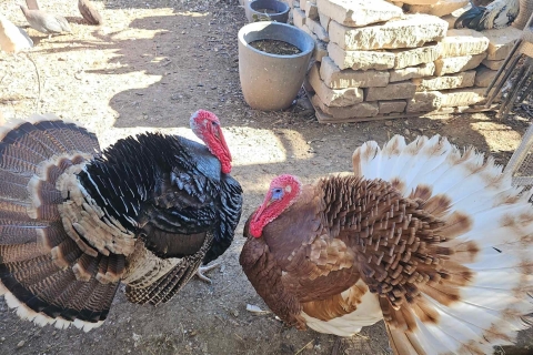 Gozo: Alpaka-Wanderungen und Farm-Besuch