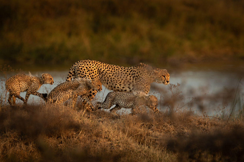 Escursione di un giorno nel Maasai Mara con prelievo da Nairobi