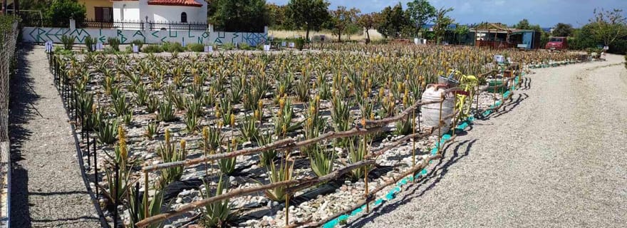 Rhodes:Explorez les sentiers de la ferme et découvrez l'aloe vera et les herbes.