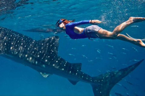 Mirissa: Dolphin Swim Blue Whale Snorkelling | All-Inclusive Mirissa: Scuba Diving & Turtle Snorkelling Experience