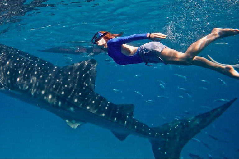 Mirissa: Dolphin Swim Blue Whale Snorkelling | All-Inclusive Mirissa: Scuba Diving & Turtle Snorkelling Experience