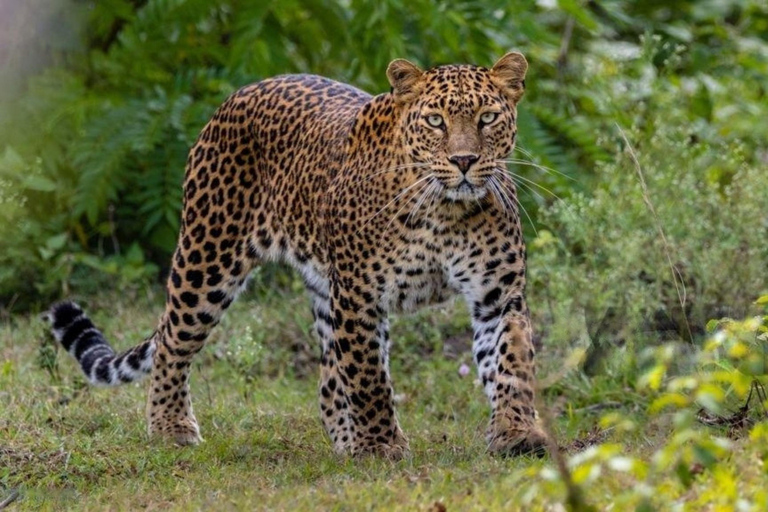 Jaipur: Amagarh Leopard Reserve Safari Private Tour