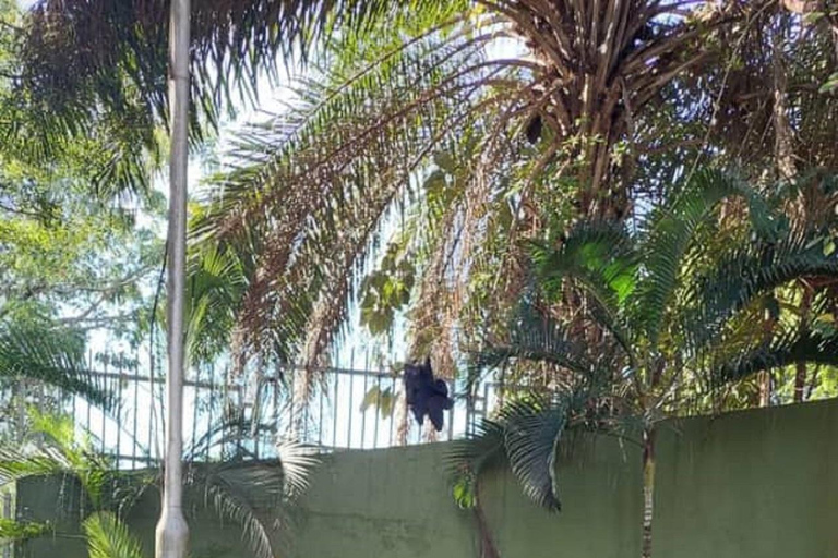 Entebbe: Kampala Full-Day Tour with Lunch