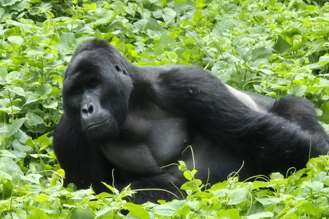 Kigali: Bwindi Impenetrable Forest Gorilla Trekking Tour