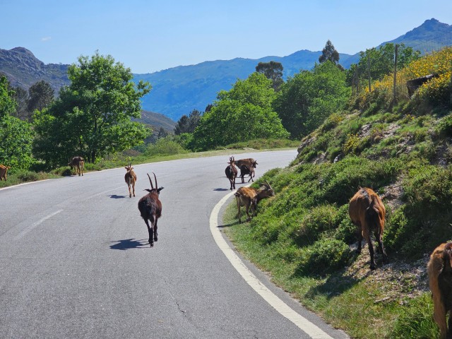 Visit From Braga Full-day tour in Gerês National Park in Gerês