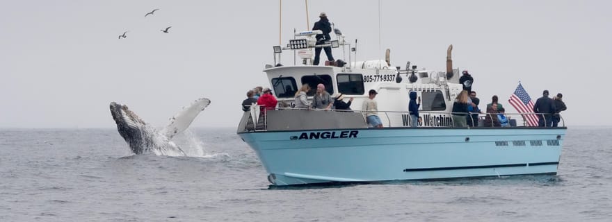 Baie de Morro : aventure d'observation de baleines