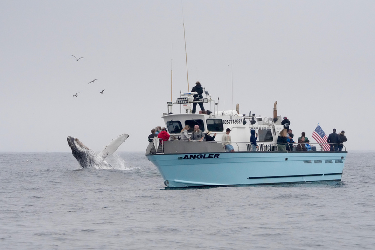 Morro Bay: Whale Watching with Lost Isle Adventures