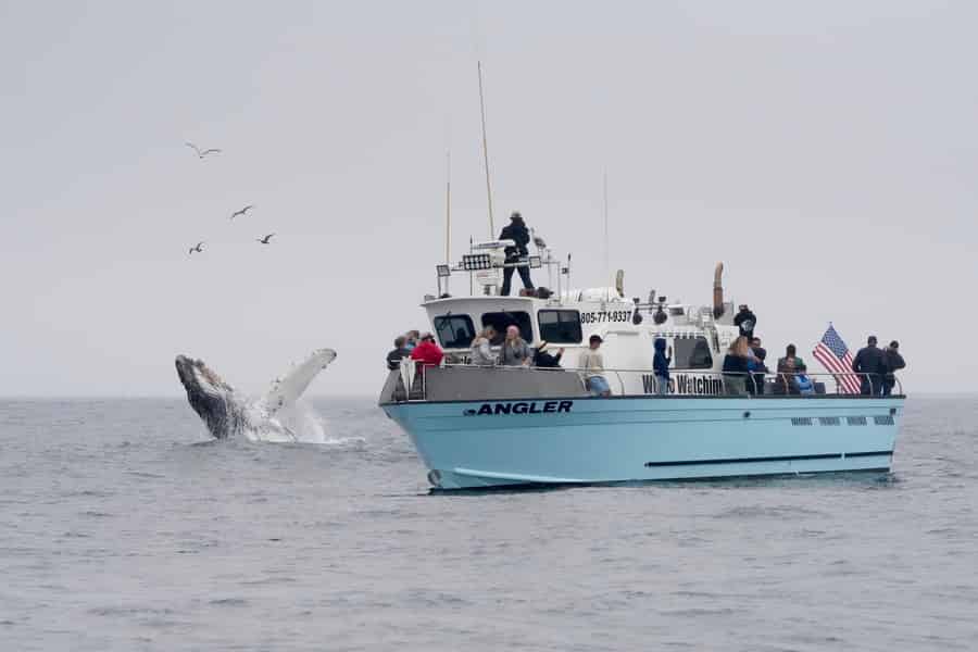 Morro Bay: Whale Watching-Abenteuer. Foto: GetYourGuide