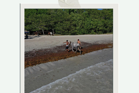 St. Lucia: Private Romance & Rose Horseback Experience