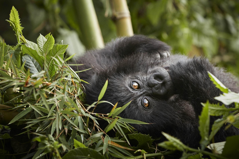 Rwanda: 3-dagars äventyrspaket i Volcanoes nationalpark