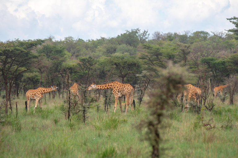 From Kampala: 3-Day Pian Upe Conservation Reserve Safari