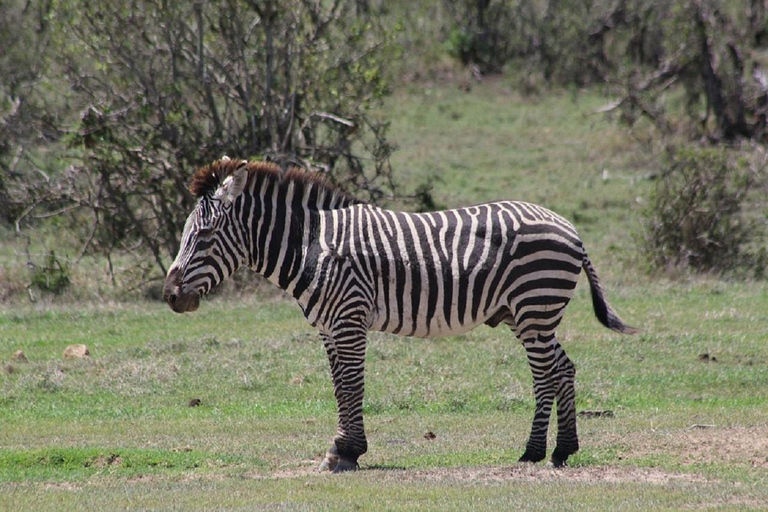 Nairobi: 3-Day Samburu National Reserve Safari Tour