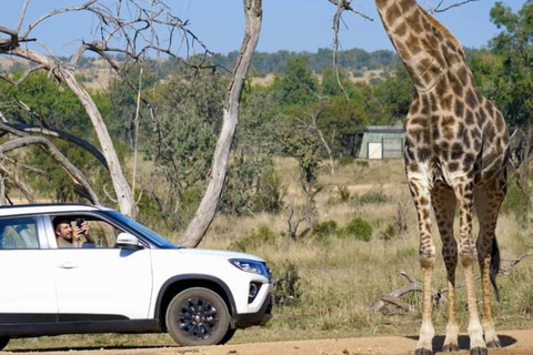 Safari di un giorno nella riserva di Pilanesberg