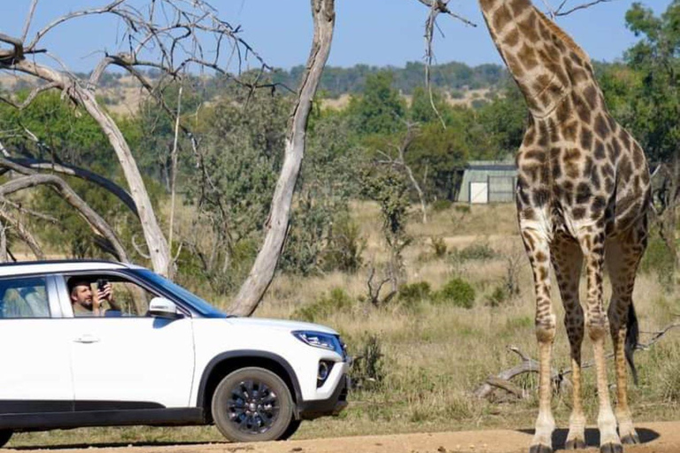 Pilanesberg wildreservaat hele dag op safari