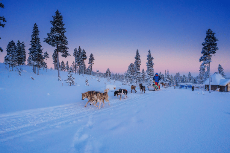 Saariselkä: Husky Safari with Aurora Borealis Hunt