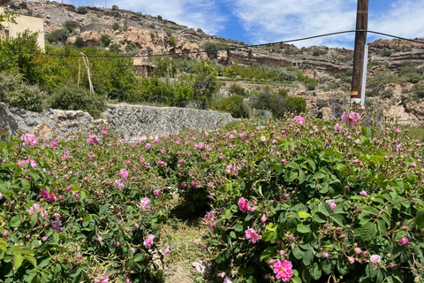 From Muscat: Rose tour in Jebel Akhdar with lunch