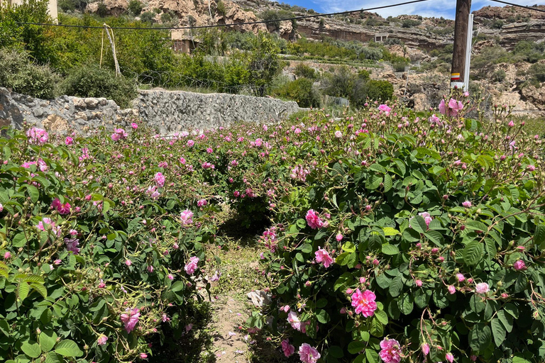 From Muscat: Rose tour in Jebel Akhdar with lunch
