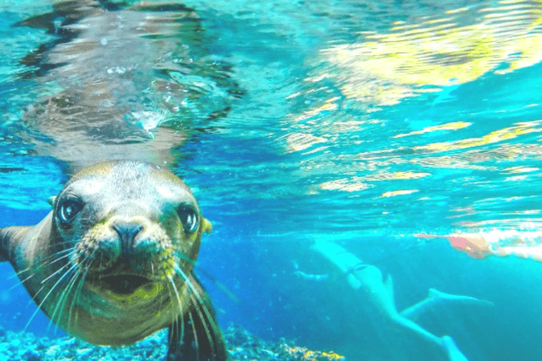 From La Paz: Espíritu Santo Island Tour all inclusive From La Paz: Espíritu Santo Island Tour