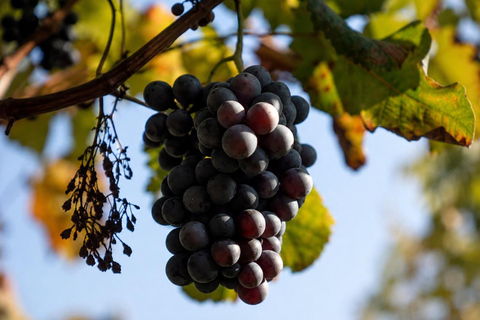 Adjara: Vineyard Tour with Wine Tasting and Lunch